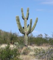 Cactus.